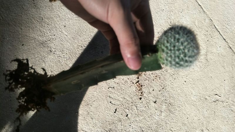 小玉翁迷你玉翁