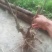 映山红国旗红下山桩