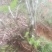 映山红国旗红下山桩