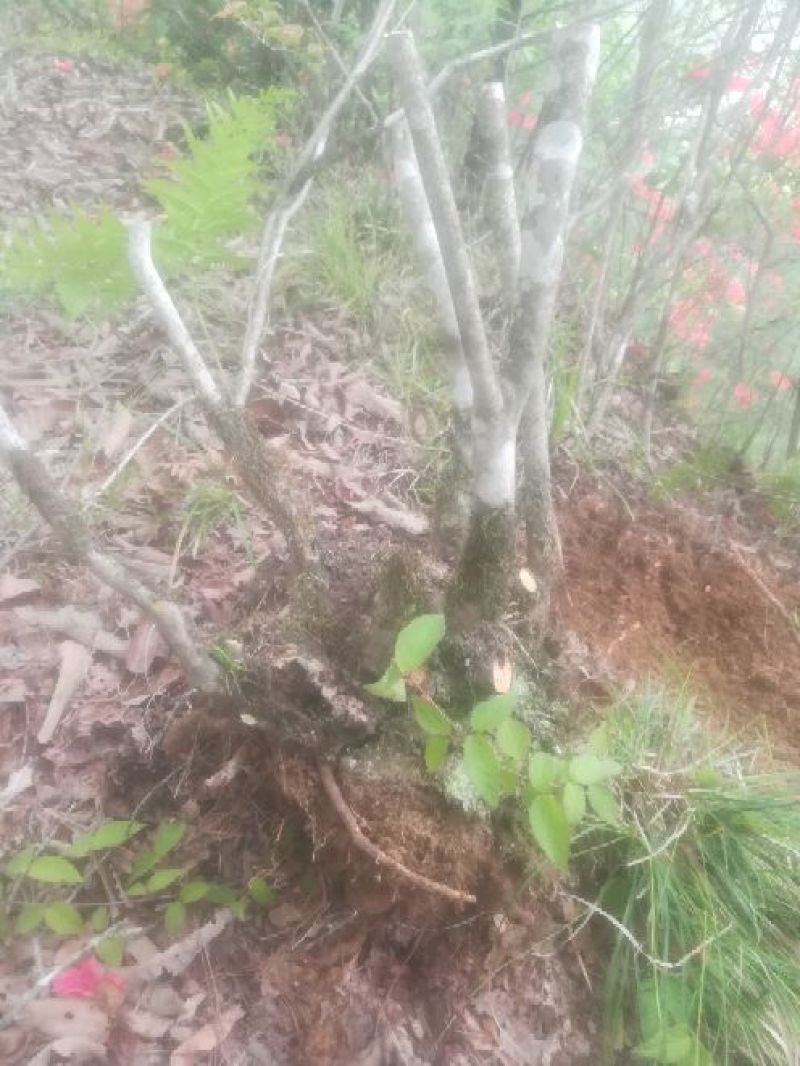 映山红国旗红下山桩