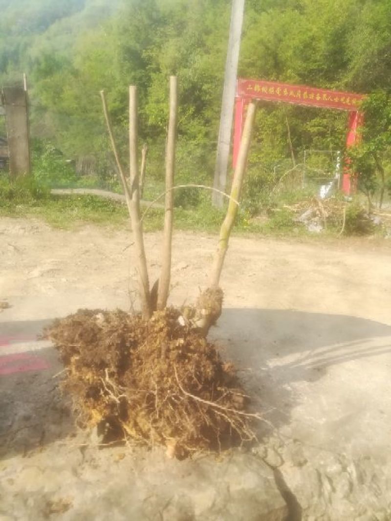 映山红国旗红下山桩