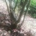 映山红国旗红下山桩