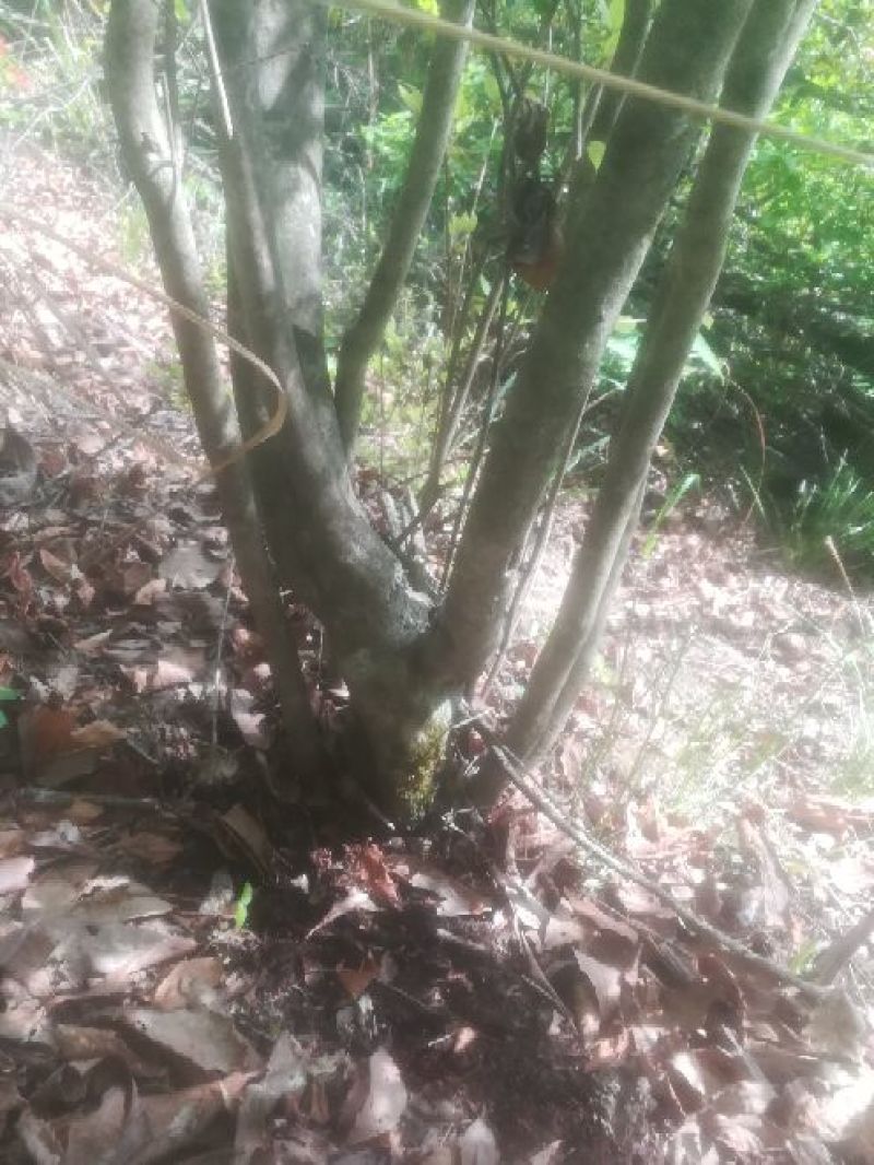 映山红国旗红下山桩