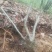 映山红国旗红下山桩