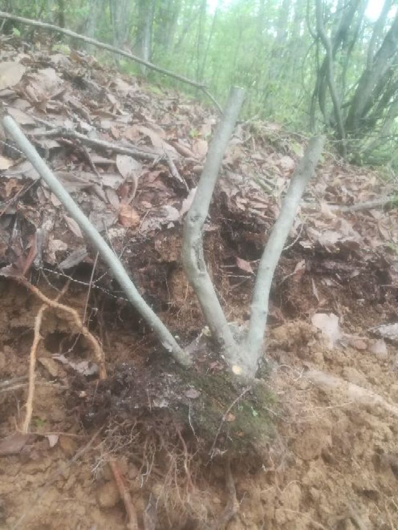 映山红国旗红下山桩