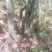映山红国旗红下山桩