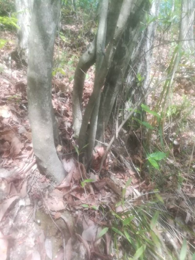 映山红国旗红下山桩