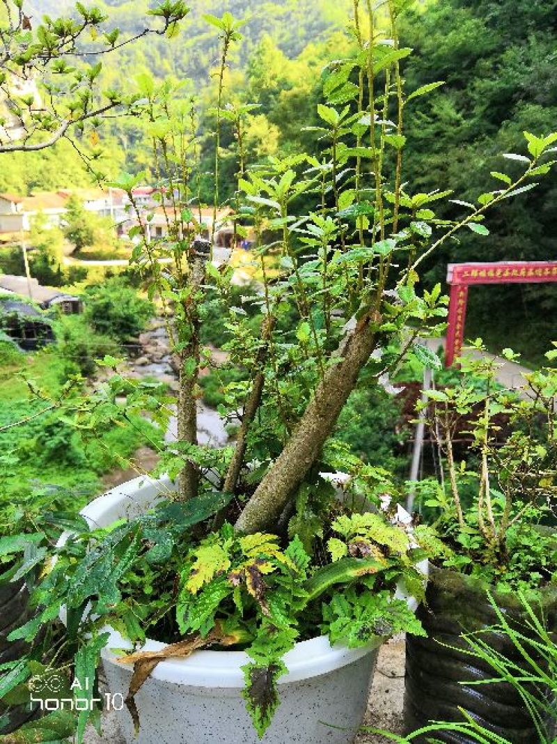 映山红国旗红下山桩