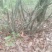 映山红国旗红下山桩
