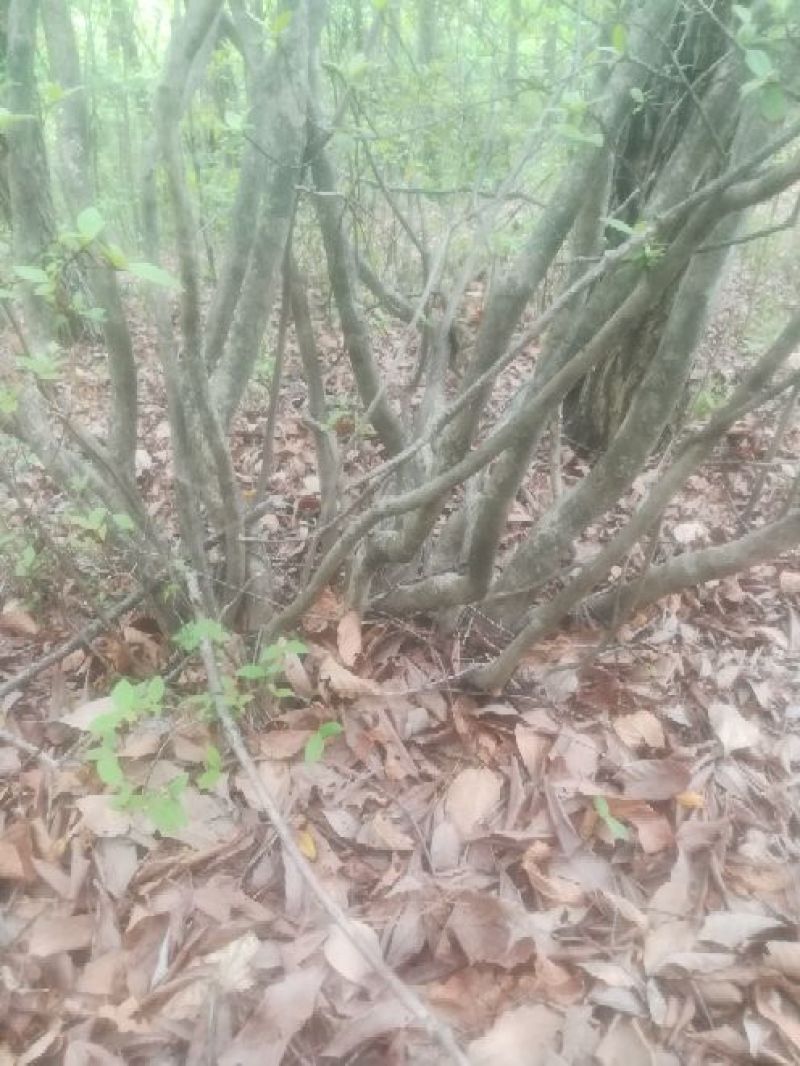 映山红国旗红下山桩