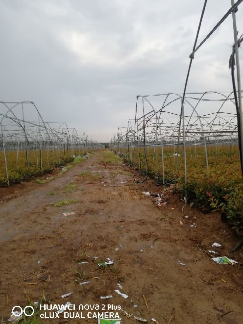 红叶石楠，
