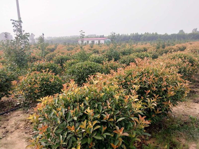 红叶石楠，