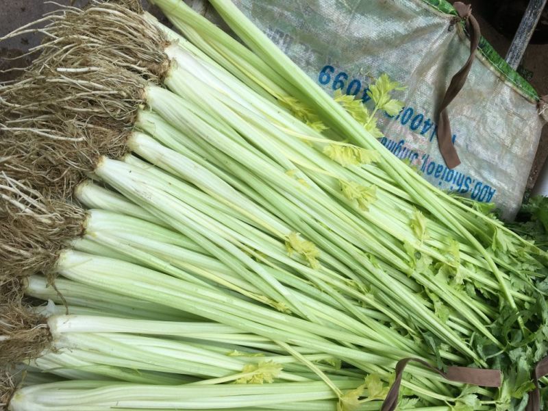 芹菜香芹蔬菜芹菜货源充足优质芹菜产地直销