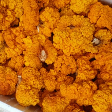 金耳菌，黄耳，脑耳含有丰富的胶原蛋白，煮粥，煲糖水都可