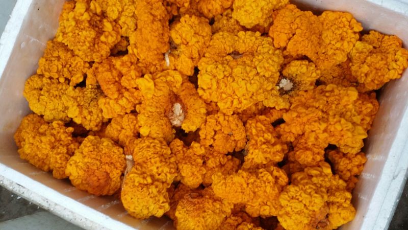 金耳菌，黄耳，脑耳含有丰富的胶原蛋白，煮粥，煲糖水都可
