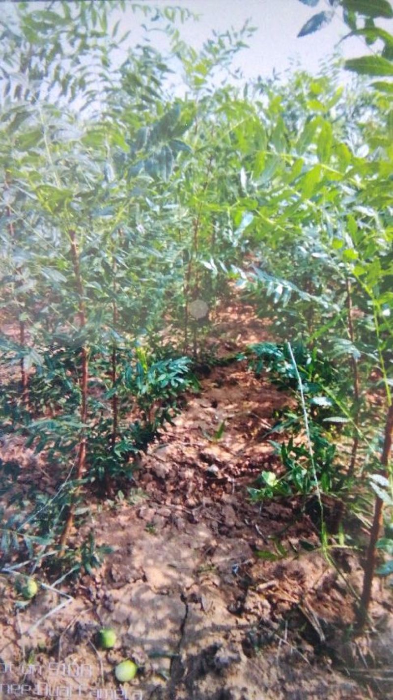 供应文冠果一年苗，2年苗，杜松小苗，紫叶水蜡，红叶水蜡