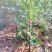 供应文冠果一年苗，2年苗，杜松小苗，紫叶水蜡，红叶水蜡