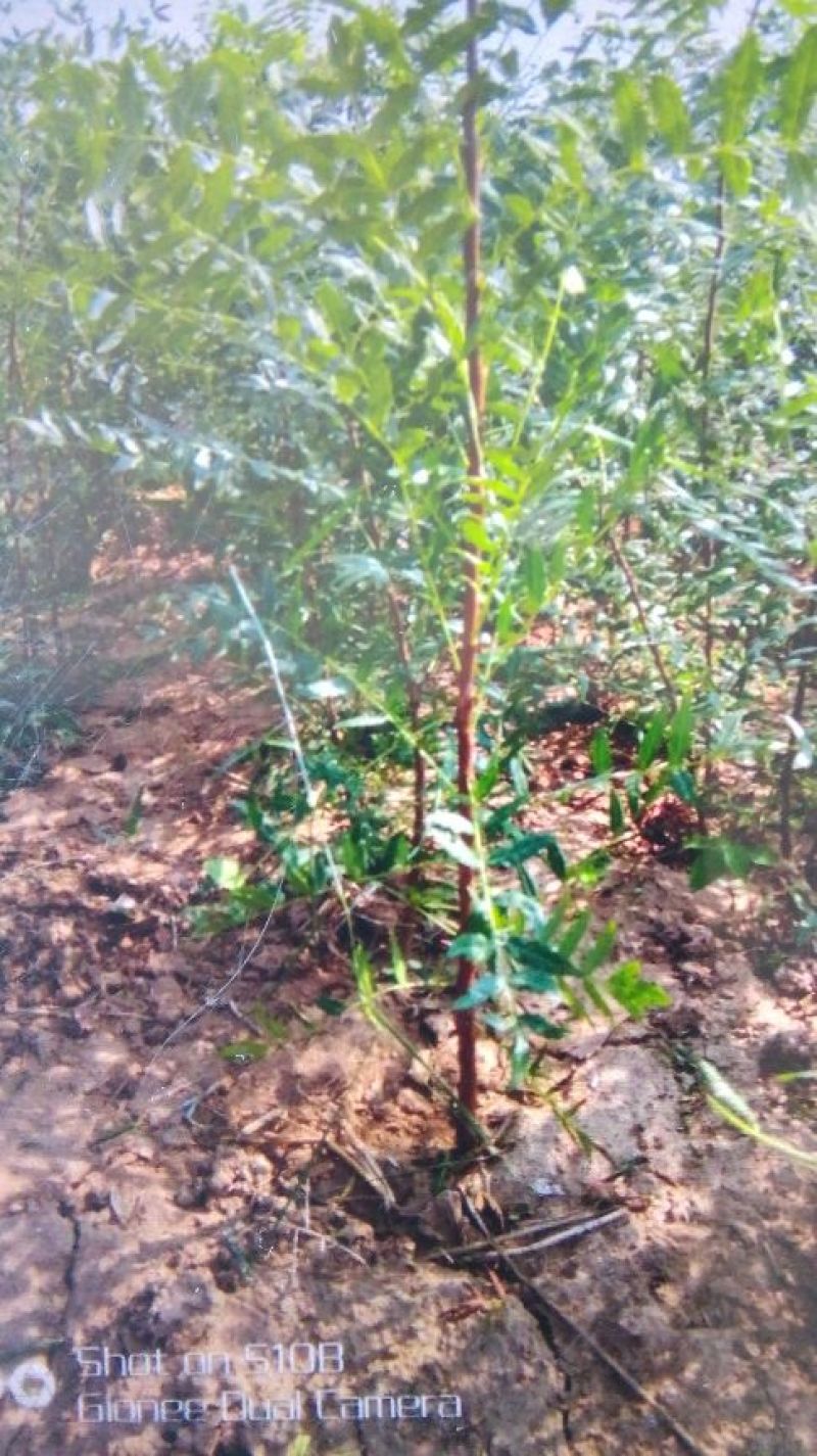 供应文冠果一年苗，2年苗，杜松小苗，紫叶水蜡，红叶水蜡