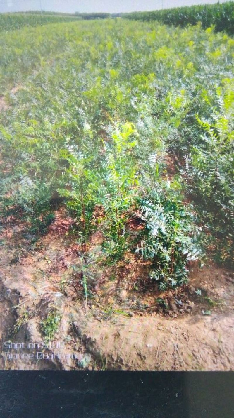 供应文冠果一年苗，2年苗，杜松小苗，紫叶水蜡，红叶水蜡