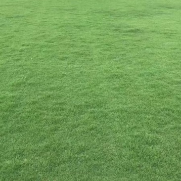 精品百慕达草皮大量现货🍀