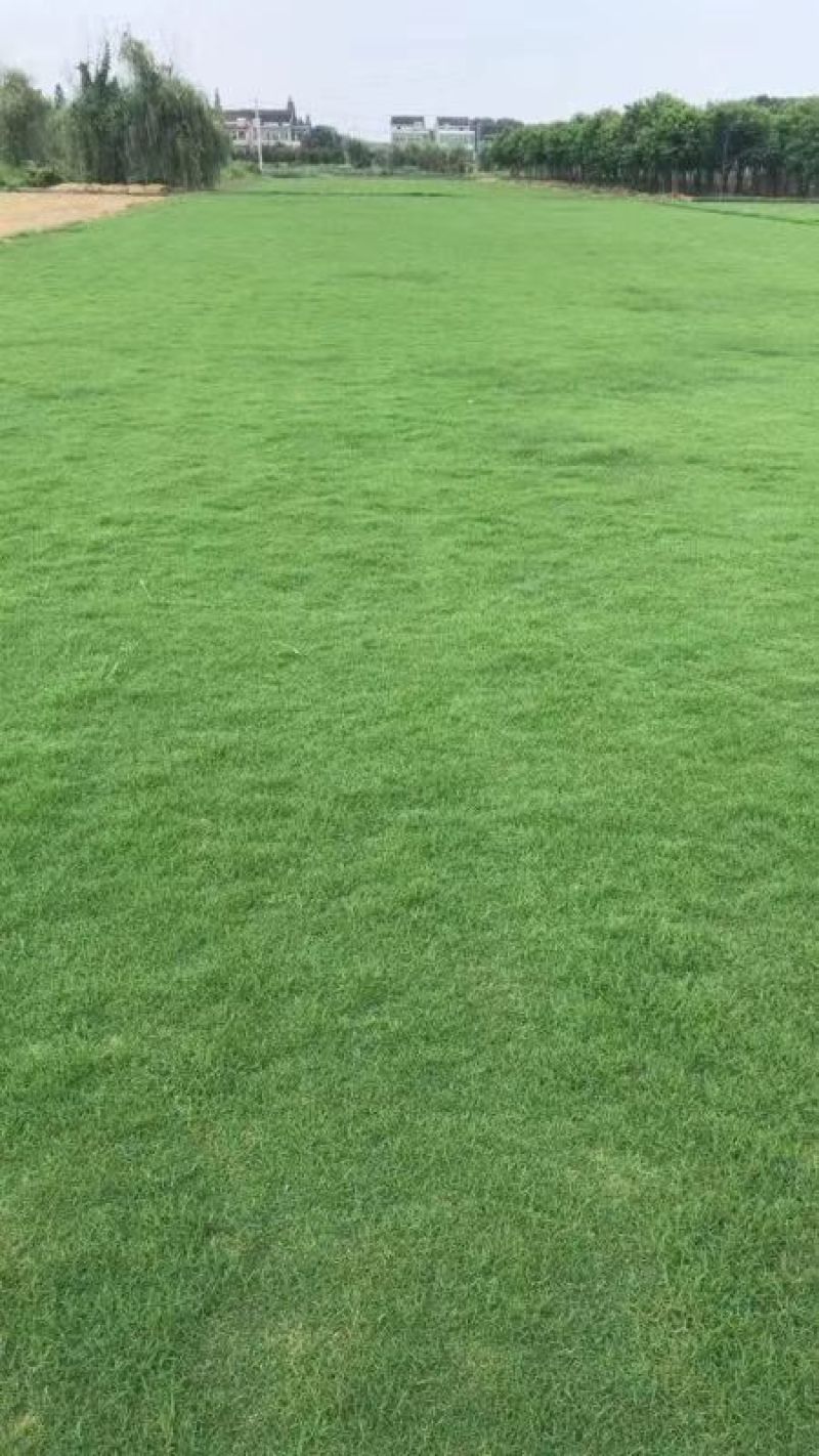 精品百慕达草皮大量现货🍀