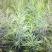 供应文冠果一年苗，2年苗，杜松小苗，紫叶水蜡，红叶水蜡