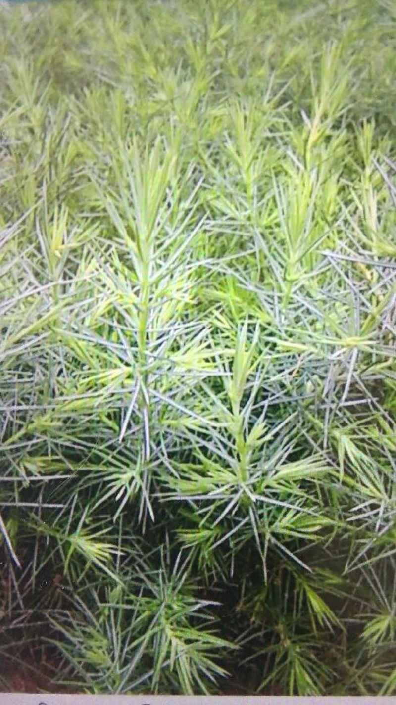 供应文冠果一年苗，2年苗，杜松小苗，紫叶水蜡，红叶水蜡