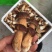 野生菌