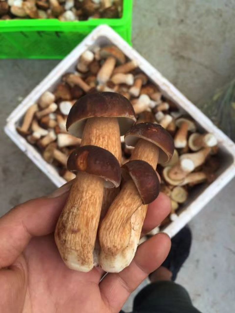 野生菌