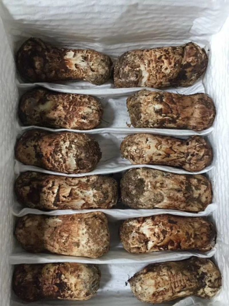 野生菌