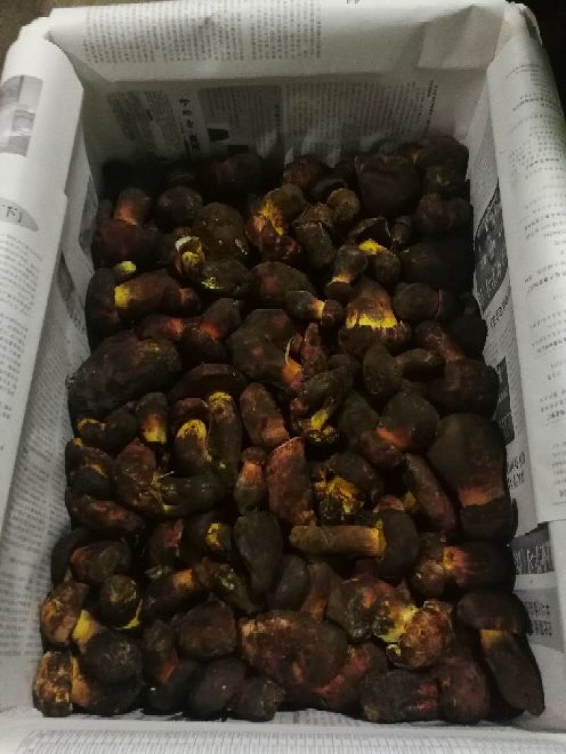 野生菌