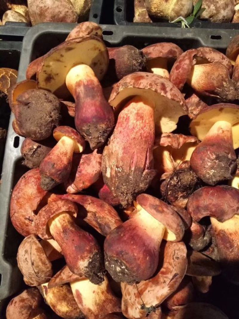 野生菌