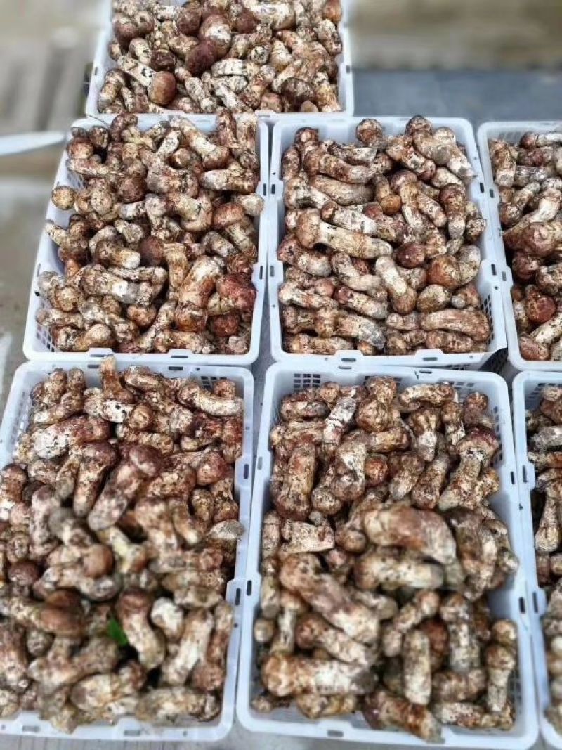 野生菌