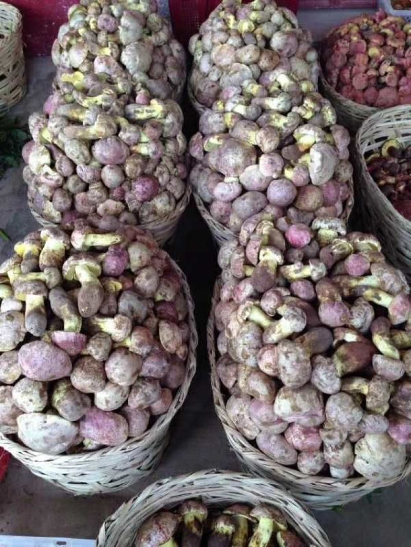 野生菌