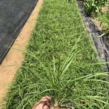 麦冬草