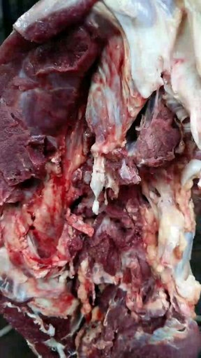 驴肉