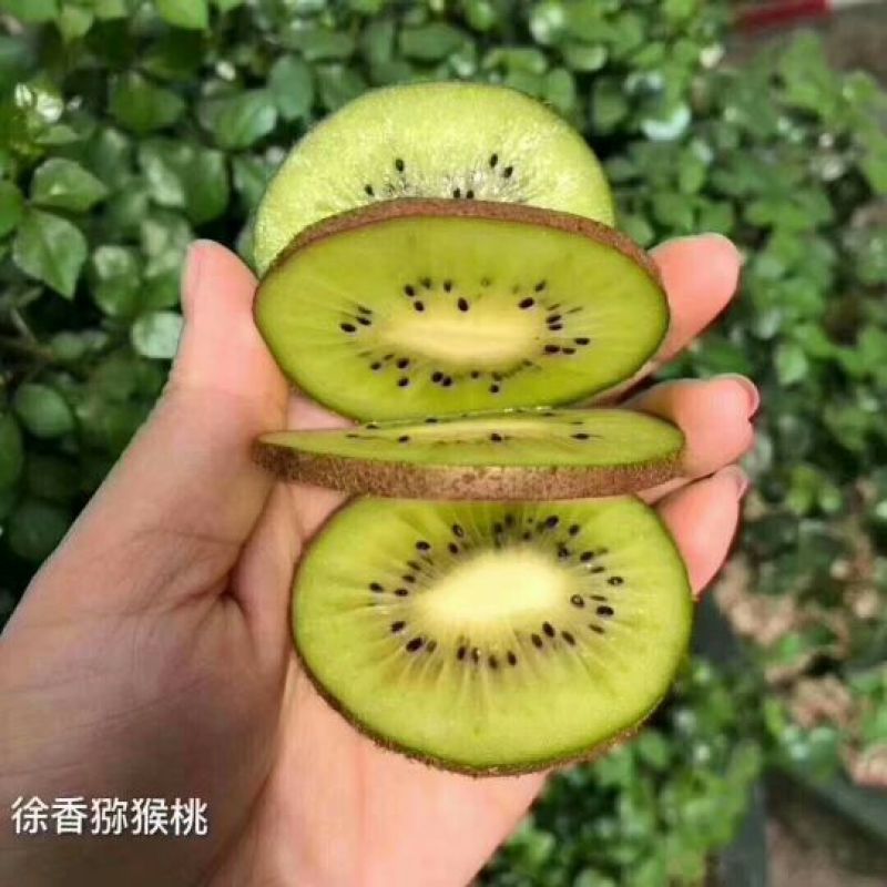 徐香猕猴桃。80克以上