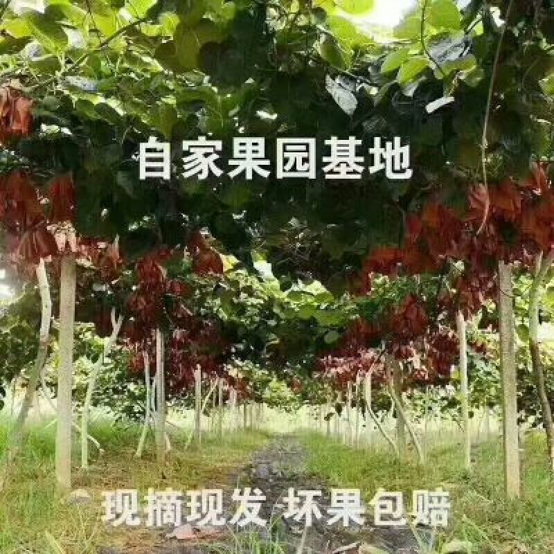 徐香猕猴桃。80克以上