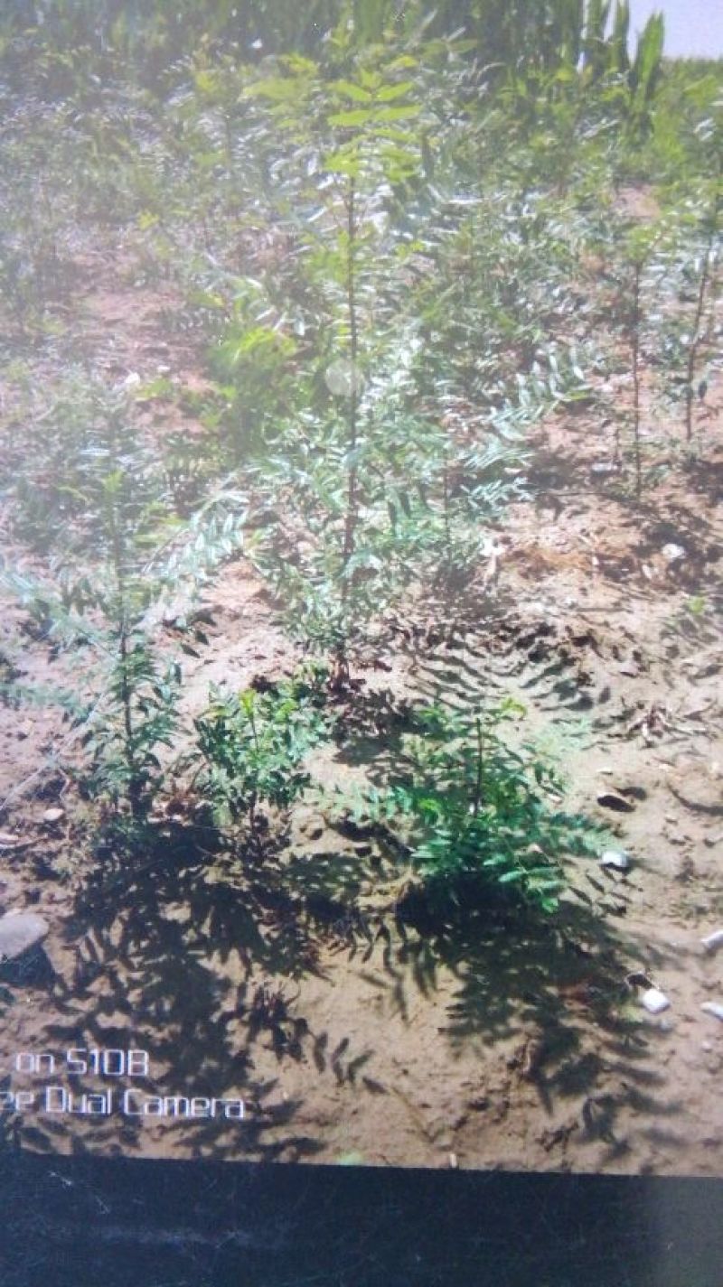 供应文冠果一年苗，2年苗，杜松小苗，紫叶水蜡，红叶水蜡