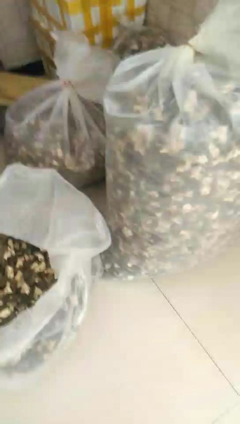 羊肚菌