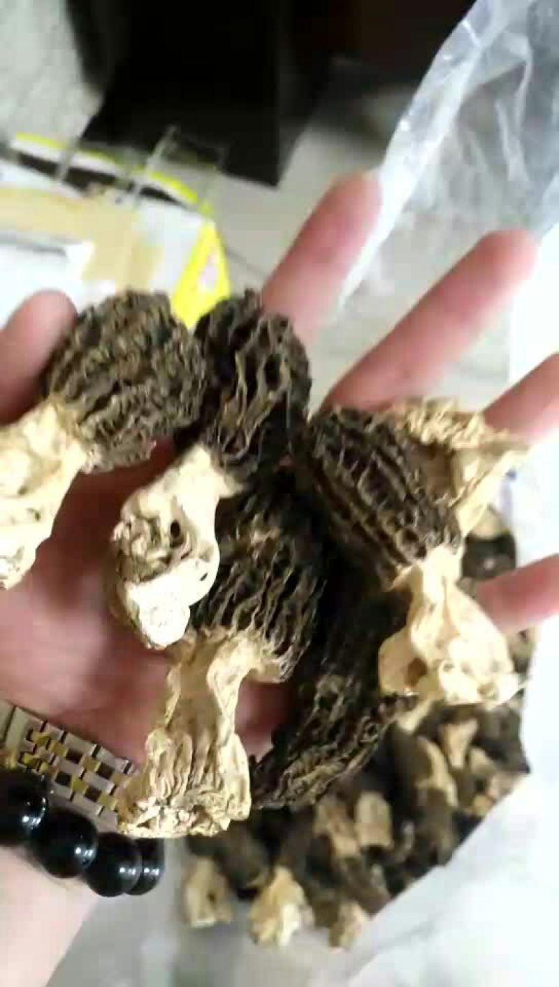 羊肚菌