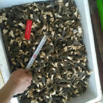 羊肚菌