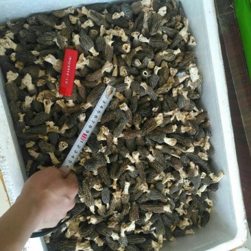 羊肚菌