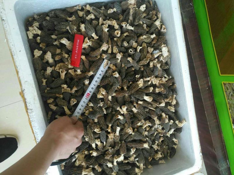 羊肚菌
