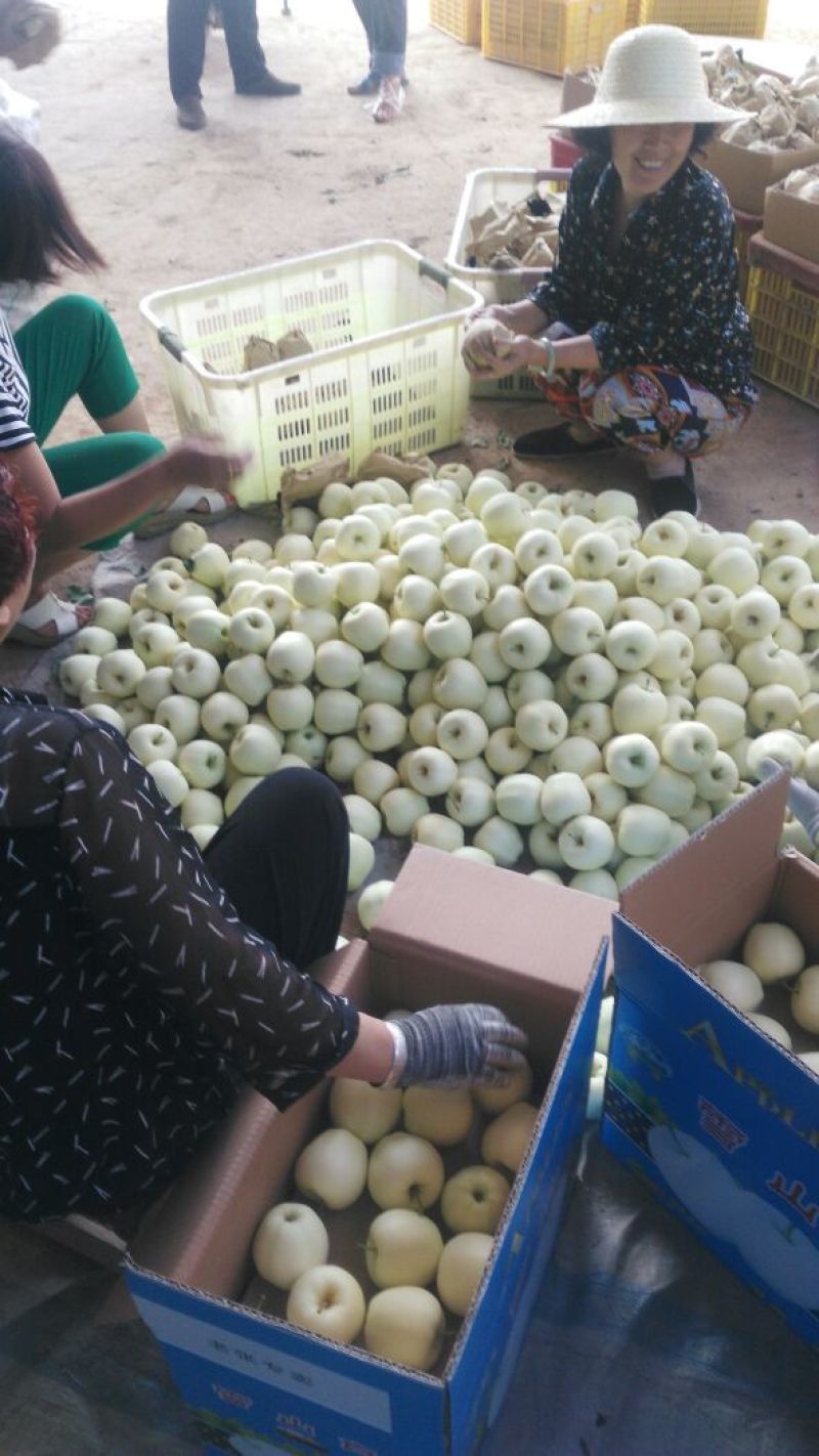 金帅苹果，下检价位合适