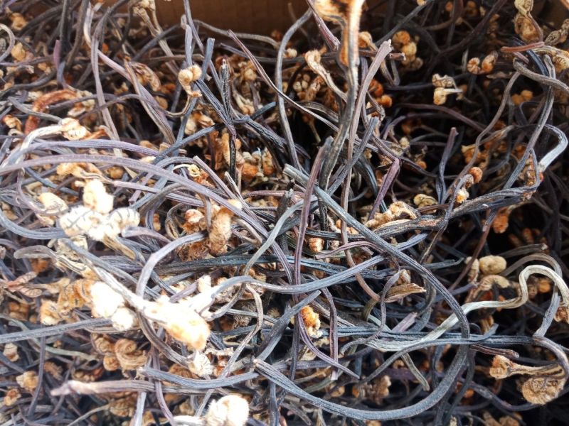 蕨菜干云南纯手工制作蕨菜干云县信合农业发展有限公司