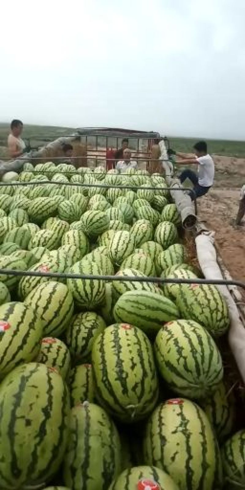 正宗宁夏硒砂瓜，万亩基地直供石头缝里的西瓜金城五号