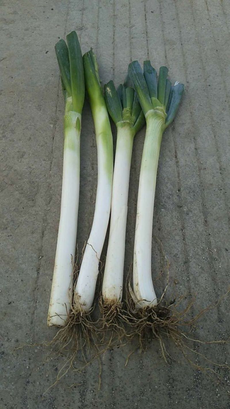 铁杆大葱