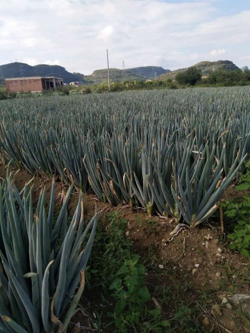 铁杆大葱