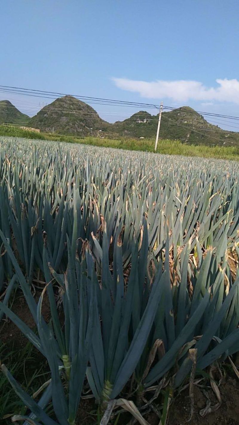 铁杆大葱